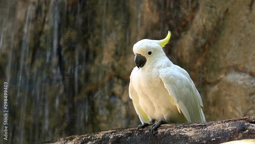 Yellow Crested Cockatoo on Wood in front of Waterfall Yellow Crested Cockatoo on Wood in front of Waterfall
