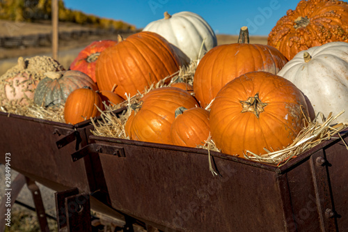 Variety of pumpkins in fall decoration display