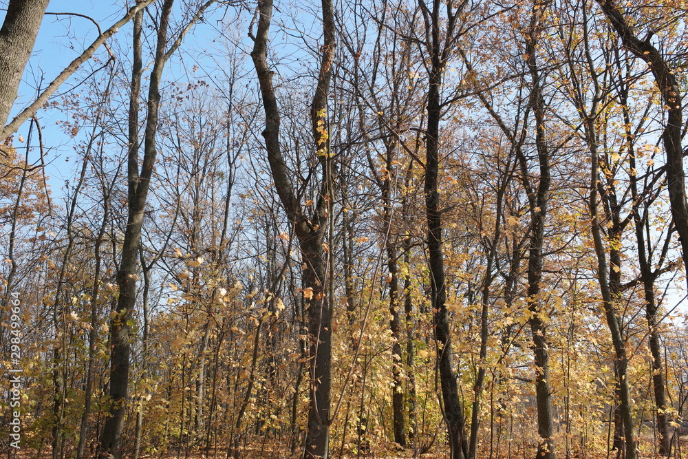 trees in autumn trees in autumn