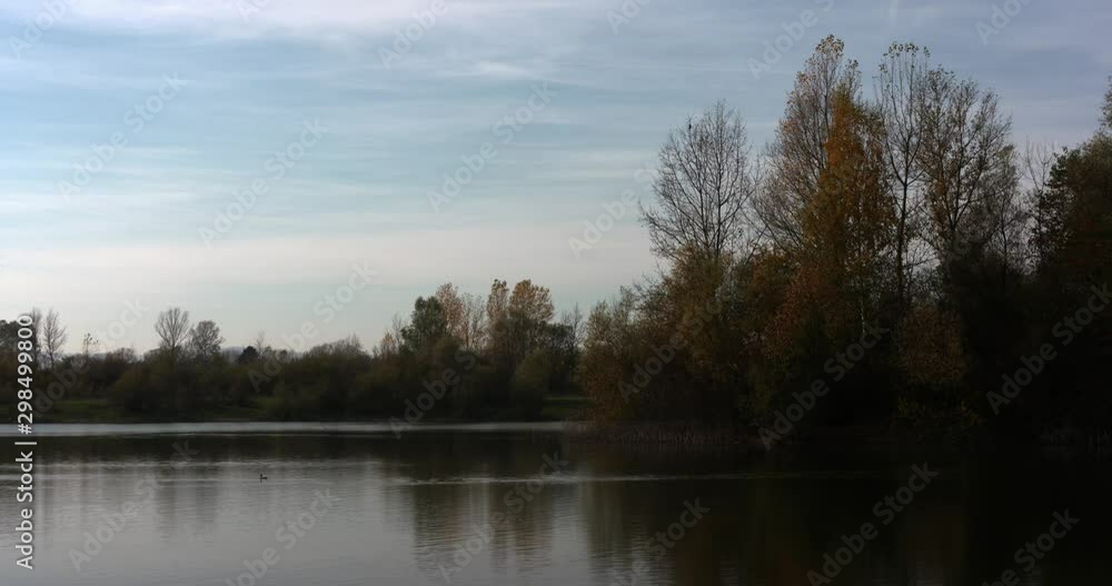 Lake in the autumn. Fall season. Wild birds on the water. Ducks and swans. Lake in the autumn. Fall season. Wild birds on the water. Ducks and swans.