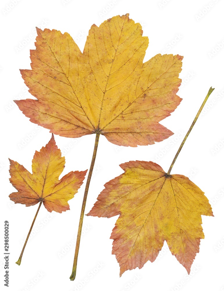 yellow dry leaves of sycamore maple tree at autumn isolated yellow dry leaves of sycamore maple tree at autumn isolated