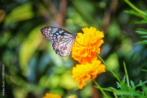 butterfly on flower © Abi