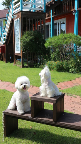 Maltese, bichonfrise, white dog, cute puppy on bench photo