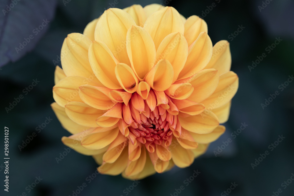 Flower Flower