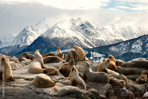 Sea lions on a rock in patagonia