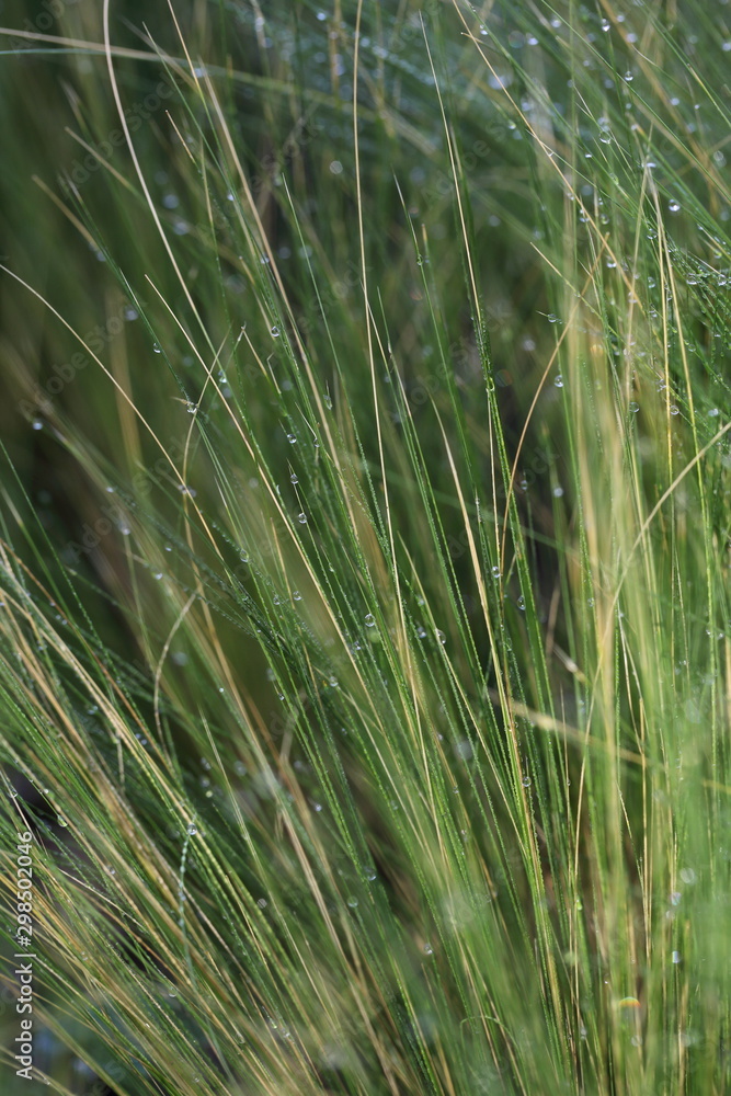 Obraz premium Gras