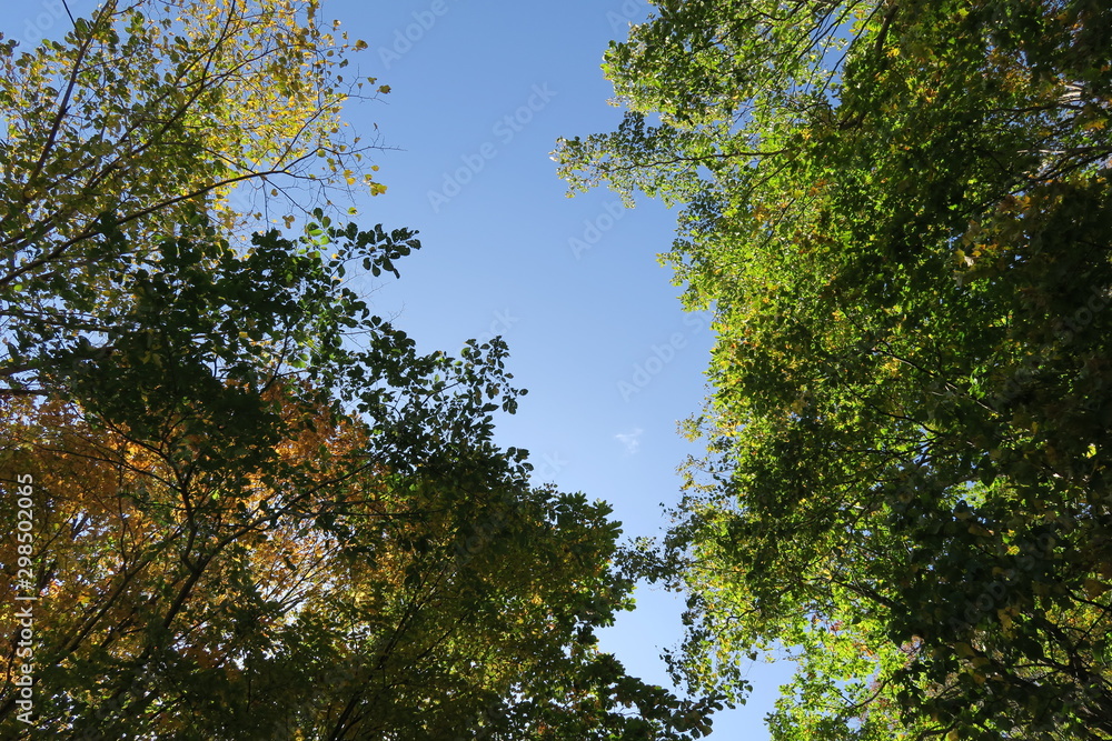 Fototapeta premium 日本国北海道の秋の紅葉