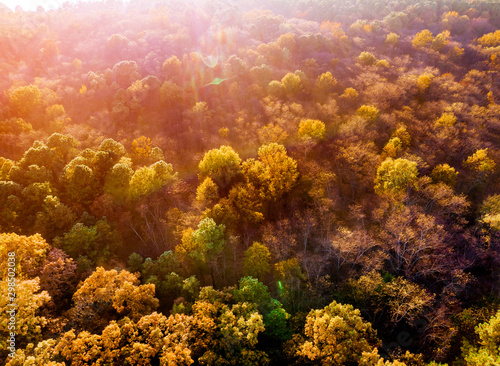 Autumn landscape view from height of autumn yellowed forest at early morning