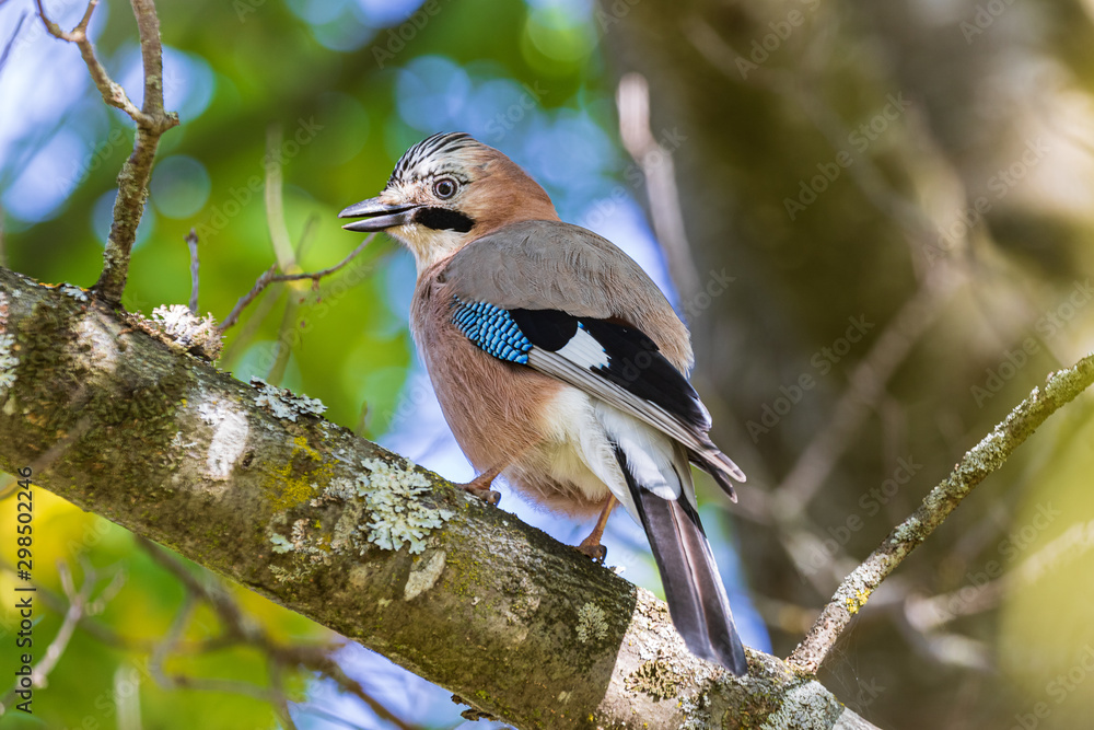 A colorful Eurasian jay sits on a thick oak branch. A jay looks alert and looks at the camera. Natural blurred background of bright green foliage with glimpses of a blue sky. Close-up. Wild nature.