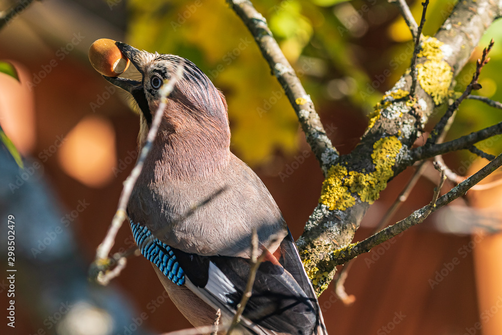 Obraz premium A jay in its beak holds an acorn. A colorful Eurasian jay sits on a thick oak branch. Close-up. Autumn. Natural blurred background. Wild nature.