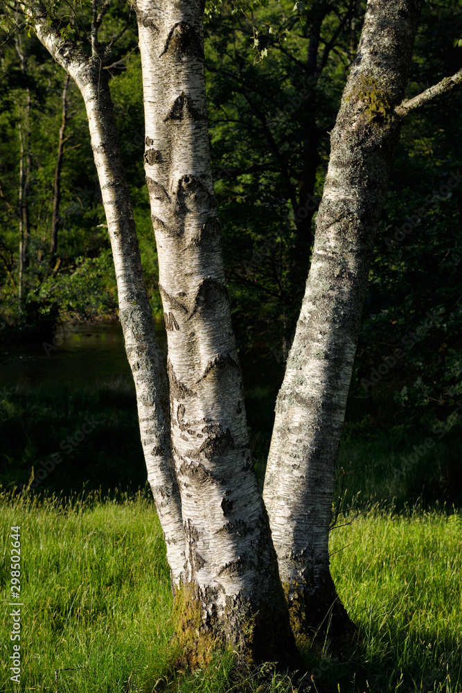 Fototapeta premium Three white trunks birch tree in evening sunlight at River Rothay Rydal Ambleside Lake District National Park England
