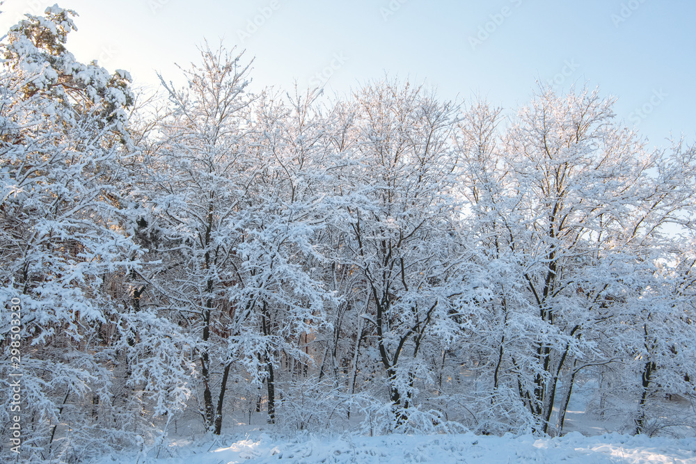 A beautiful snow-covered landscape of spruce forest in winter. Winter weather, frost. A beautiful snow-covered landscape of spruce forest in winter. Winter weather, frost.