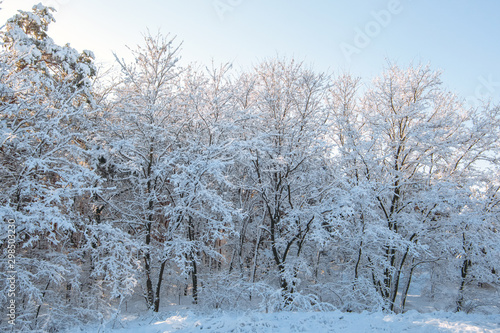 A beautiful snow-covered landscape of spruce forest in winter. Winter weather, frost.