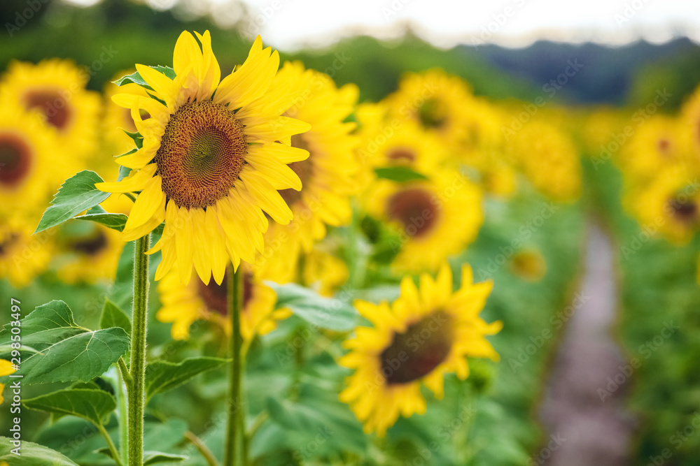 A picturesque field of a blossoming sunflower at sunset. Grain harvest in summer. A picturesque field of a blossoming sunflower at sunset. Grain harvest in summer.