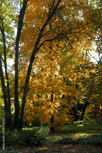 multicolor foliage of deciduous trees in park at autumn