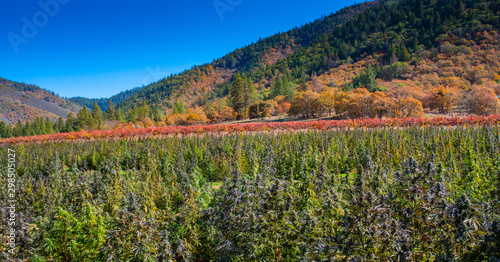 A field of hemp ready for harvest in Oregon, the hemp capital of the world