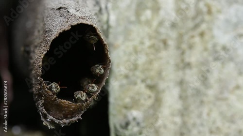 Melipona, native stingless bees of Mexico photo