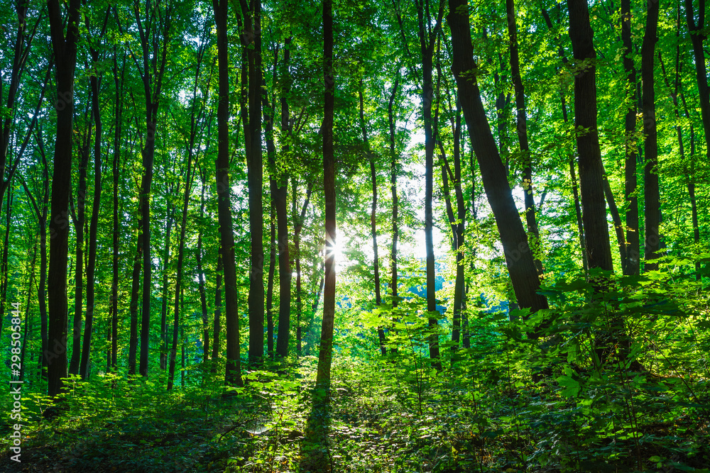 Forest trees. nature green wood sunlight backgrounds.Forest trees. nature green wood sunlight backgrounds.. Forest trees. nature green wood sunlight backgrounds.Forest trees. nature green wood sunlight backgrounds..