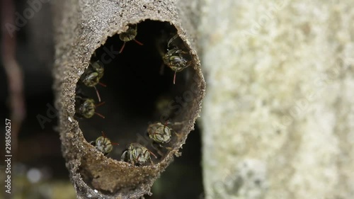 Melipona, native stingless bees of Mexico photo