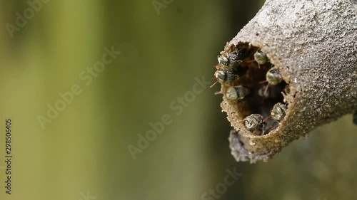 Melipona, native stingless bees of Mexico photo