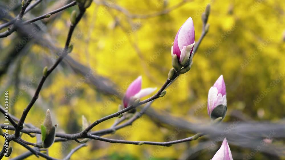 pink magnolia bud, flowers of the pink magnolia, pink magnolia, pink Magnolia flowers on tree branch, Magnolia tree blossom pink magnolia bud, flowers of the pink magnolia, pink magnolia, pink Magnolia flowers on tree branch, Magnolia tree blossom