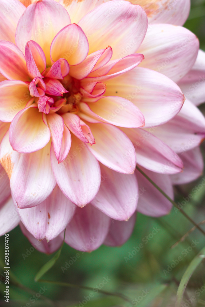 pink and yellow autumn dahlia flower head close up 