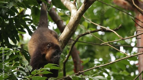 Mexican howler monkey (Alouatta palliata mexicana)