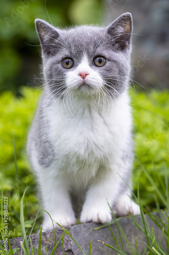 British shorthair kitten sits in the garden among the grass and looks to the side. Color blue bicolor
