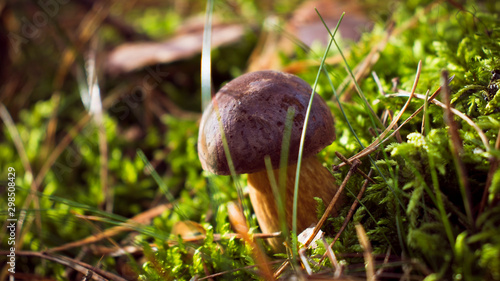 Mushroom growing in the autumn forest