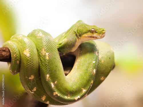 Green tree python - Morelia viridis - in typical loop position on the branch photo