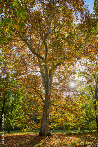 Herbstliches Panorama mit heller Sonne, die durch die Bäume scheint in Berlin im Treptower Park und Alt Stralau