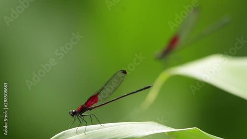 Rack focus of two  smoky rubyspot damselfly showing off photo