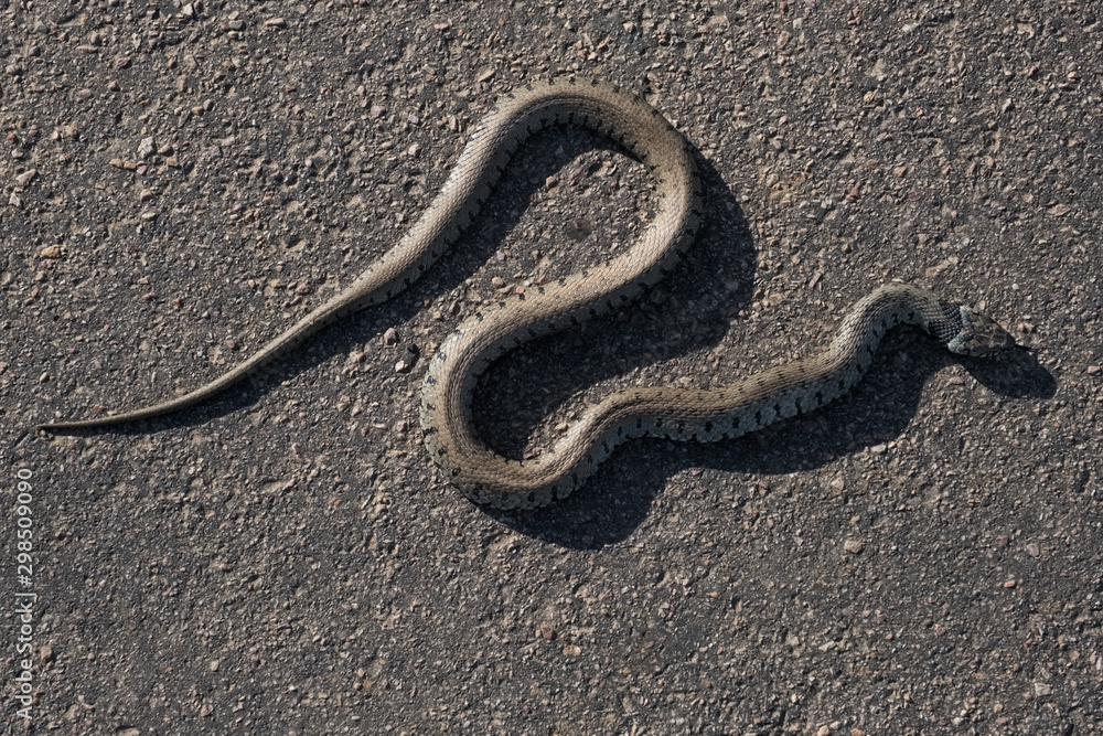 Fototapeta premium Couleuvre à collier traversant une route de campagne dans le parc naturel régional du Vexin / Natrix Natrix.Grass snake crossing a country road in the Vexin Regional Nature Park