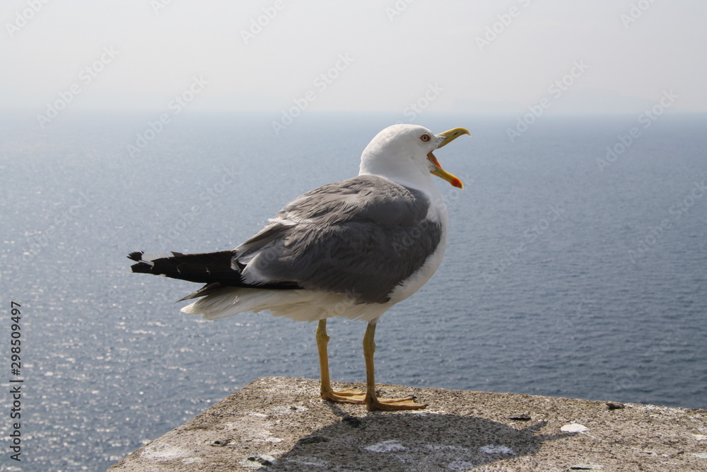 Seagull Screaming with Sea in the Background Seagull Screaming with Sea in the Background