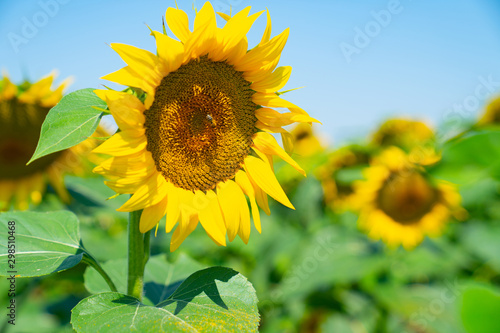 Fototapeta Naklejka Na Ścianę i Meble -  Fields of sunflowers on Greece's fertile cropping plains