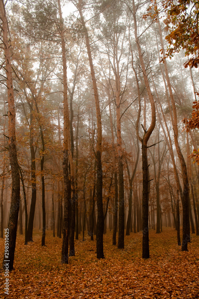 Fototapeta premium Autumn landscape - foggy morning, yellow leaves, trees,