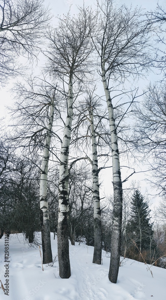 Birch grove in winter with four trees