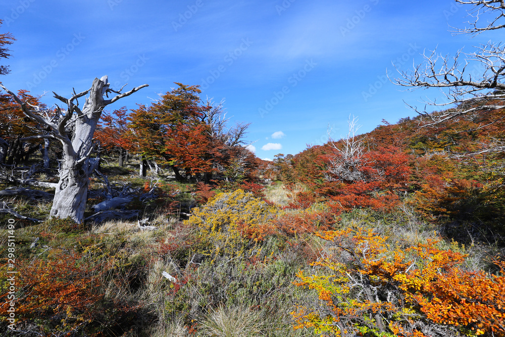 Autumn colors of vegetation around the Laguna Capri, National Park of ...