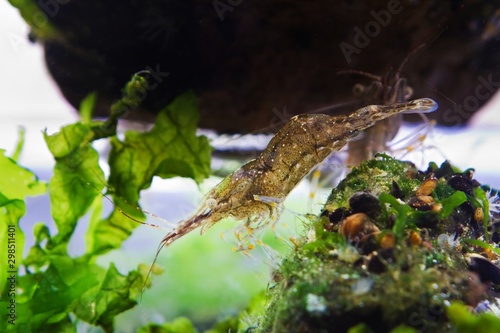 exotic Baltic prawn, Palaemon adspersus, saltwater decapod crustacean in dense green Ulva algae search for food with its periopods and antennas, Black Sea marine biotope aquadesign