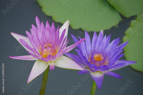 Two Purple lotus flower in the pond