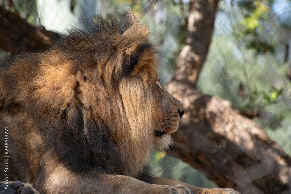 Naklejka premium Resting Lion