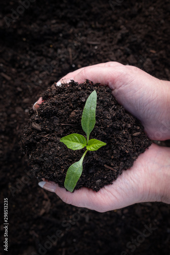 young pepper seedling plant in hands