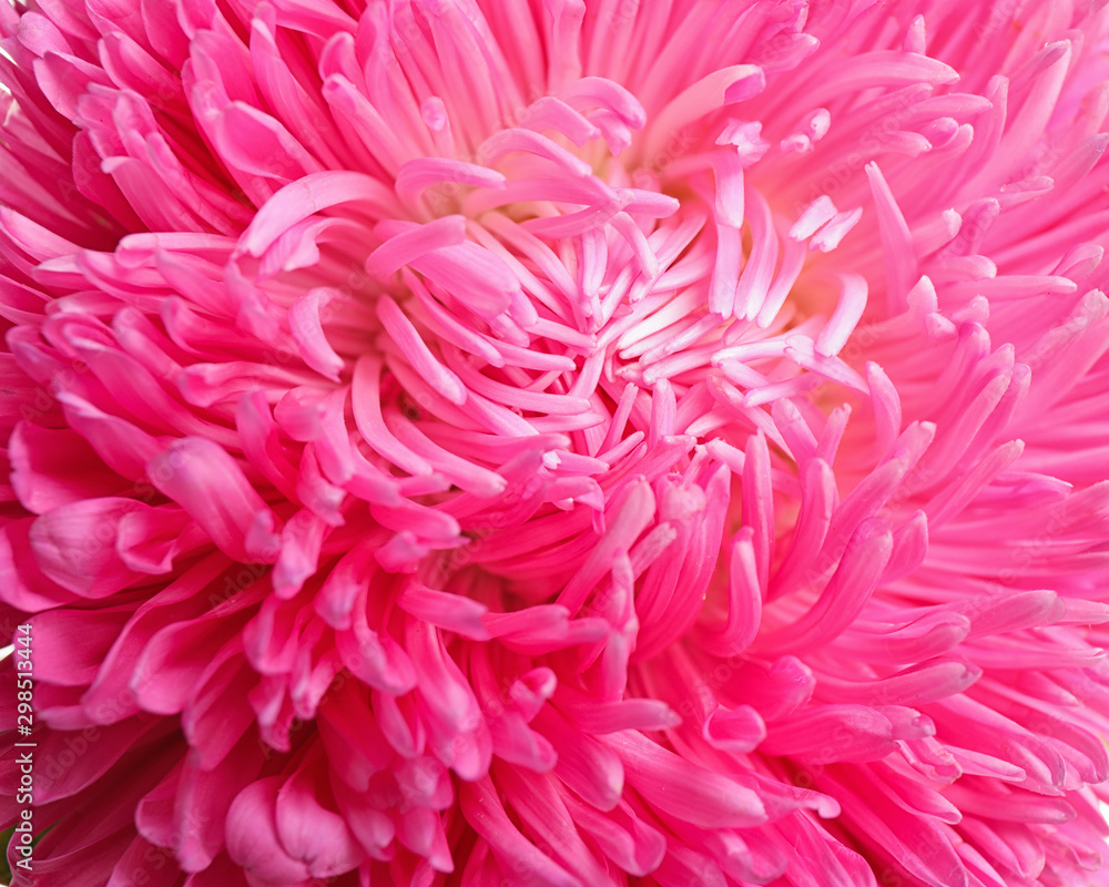 Beautiful pink aster flower on white background, closeup Beautiful pink aster flower on white background, closeup