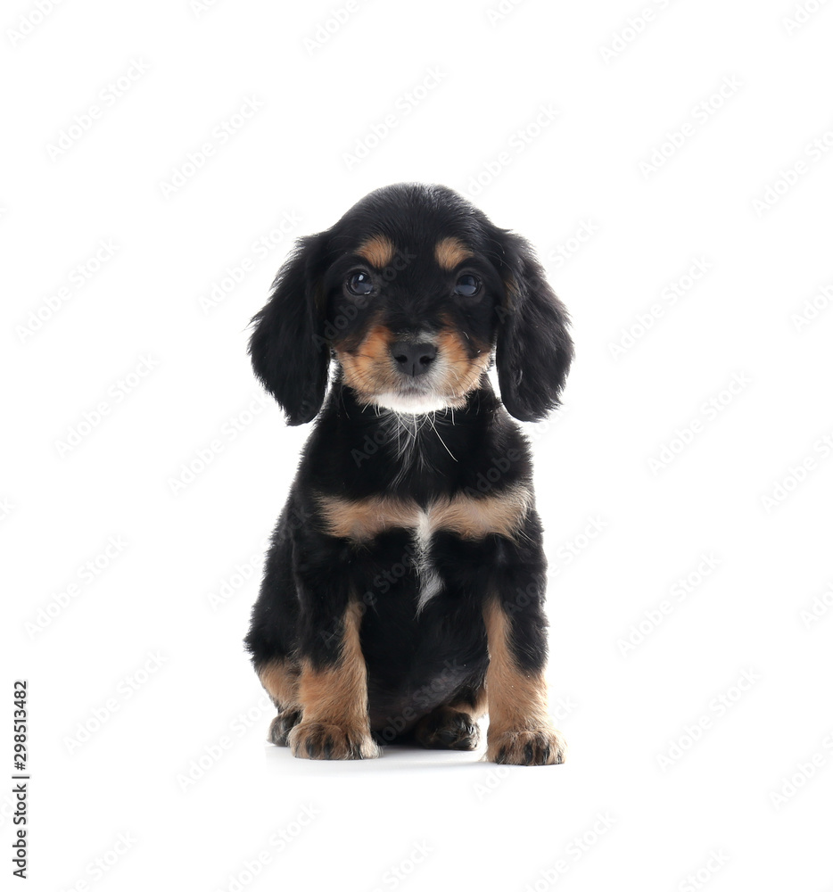 Cute English Cocker Spaniel puppy on white background Cute English Cocker Spaniel puppy on white background