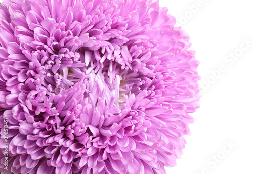 Beautiful violet aster flower on white background, closeup