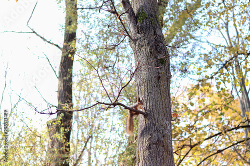 Little brown squirrel on a tree branch in the forest. Flora and fauna of the forest. Free space for text. The concept of outdoor recreation. Wild life without civilization. Clean air and animals