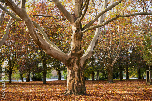 Herbstliches Panorama mit heller Sonne, die durch die Bäume scheint in Berlin im Treptower Park und Alt Stralau photo