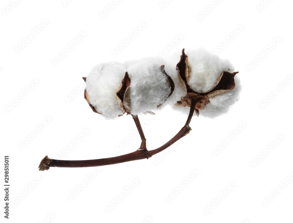 Beautiful fluffy cotton flowers on white background Beautiful fluffy cotton flowers on white background
