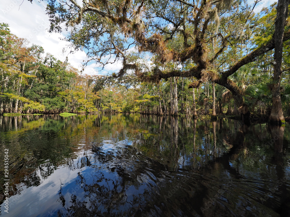 Obraz premium Oak and cypress trees on shores of Fisheating Creek, Florida reflected in calm water on autumn afternoon.