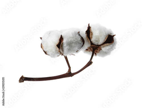 Beautiful fluffy cotton flowers on white background